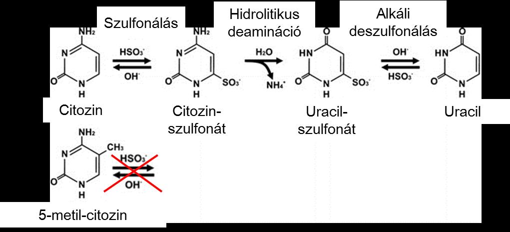 6. ábra. A biszulfit konverzió folyamata. Nátrium-biszulfit jelenlétében a metilcsoporttal nem rendelkező citozin nukleotidok nukleofil támadást szenvednek, emiatt uracillá alakulnak át.