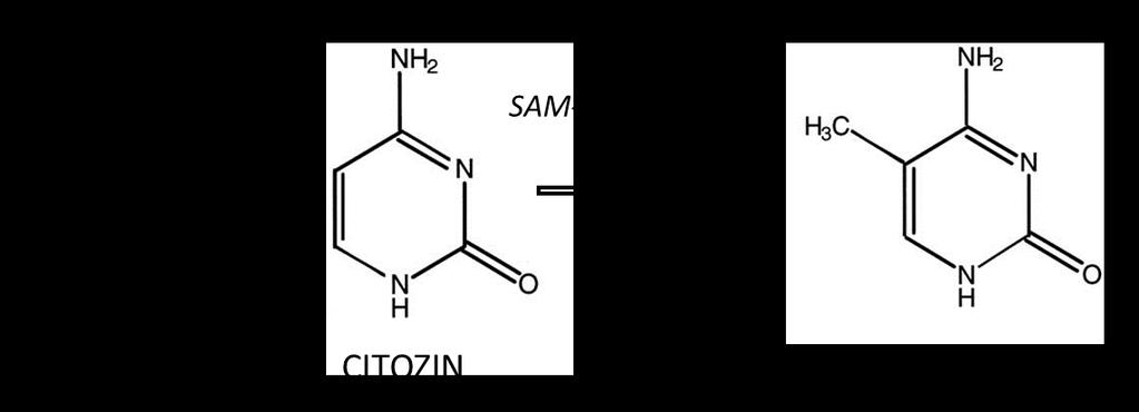 tisztítottuk a DNS-t. A mosást 2x 1-1 ml 70%-os, majd 700 μl abszolút etanollal végeztük. Az oszlop szárítása 3 perc 20.000 rpm-en történő centrifugálással zajlott.