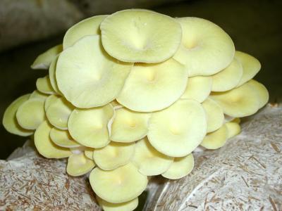 1. kép. Pleurotus citrinopileatus A Pleurotus fajták nemesítése A laskagombák nemesítésében a legfontosabb célokat a következőkben foglalom össze. (Eger, 1978 nyomán) a.