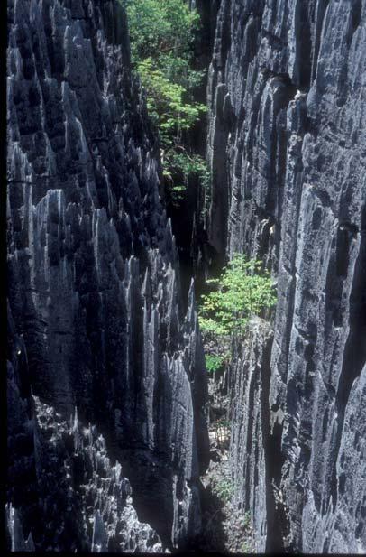 6. kép: A hasadékok legnagyobbika a bemarahai Nagy-tsingyn Picture 6: The greatest grike of the Bemaraha Great tsingy A Bemarahai-tsingy olyan karregyüttes, amelynek hasadékai nagyobbak, mint az