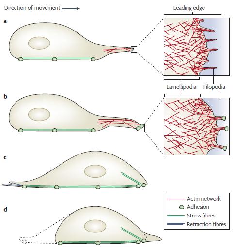 7. ábra A Rho, a Rac és a Cdc42 kis G-fehérjék hatására létrejövő stressz rostok, lamellipodiumok és filopodiumok szerepe a sejt mozgásában [35] a) aktin filamentumokat tartalmazó sejtkitüremkedések