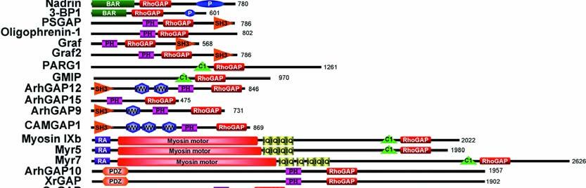 kalcium-függő lipid kötés; CC, coiled-coil; DEP: Dishevelled, Egl-10 and pleckstrin; EH: Eps15 homológ domén;