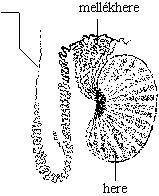 Mellékhere A mellékhere a herék hátsó felszínén, ahhoz rögzítve elhelyezkedő páros, hosszúkás szerv Állományát kanyargó csőrendszer (5m)