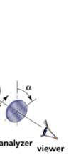 spektrális vonala λ=589 nm) l=rétegvastagság (mintatartó hossza) A-szakasz: anizotróp (kettőstörő) szakasz (helikális filamentumokba rendezett miozinmolekulákat
