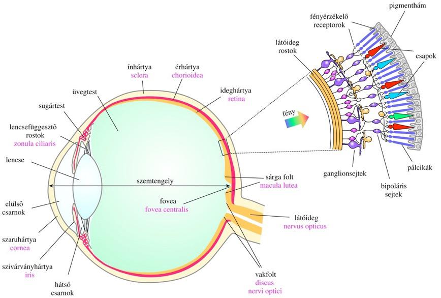 Az emberi szem horizontális metszeti szerkezete Diffrakció miatt: pontszerű tárgy képe elhajlási korong (Airy korong) Tárgy A szem feloldóképessége I.