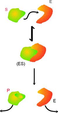 A kinetikai tapasztalatokat értelmezi a Michaelis Menten-mechanizmus: E + S ES k ill. k - ES P + E k, sebességmeghatározó lépés Termékképződés: d[p]/ = k [ES]. De mennyi [ES]?