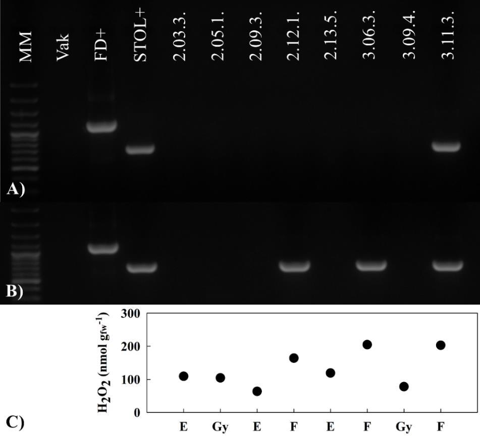 5.3. ábra: Összefüggés a fitoplazma-fertőzöttség és a levelek H2O2 tartalma között. A) 2015 júliusában gyűjtött levélminták fitoplazma-fertőzöttsége multiplex nested PCR alapján.