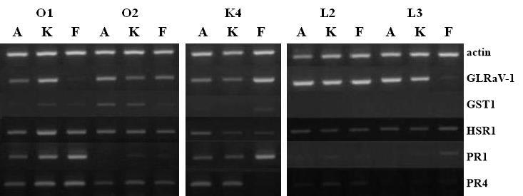 Növényenként a hajtás alsó (A), középső (K) és felső (F) szakaszáról származó levélből vontunk teljes RNS tartalmat. A kép jobb oldalán a szemikvantitatív PCR-hez használt primer (szekvenciák: 4.1.