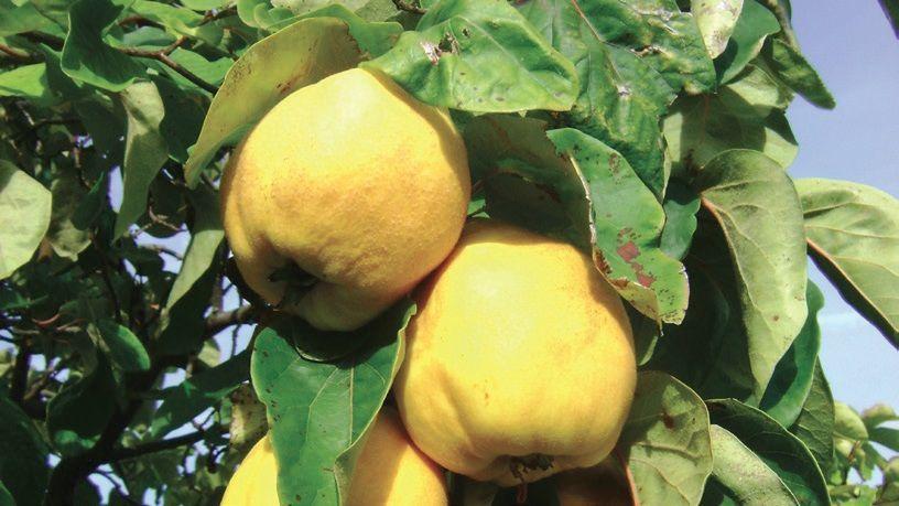 Régi, Angliában és német nyelvterületű országokban használt fajta, a Vranja birshez hasonló minőségi jellemzőkkel és igen nagy gyümölcsmérettel. Októberben szedhető, novembertől januárig fogyasztható.