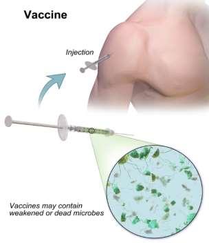 Aktív immunizáció az immunválasz a védendő szervezetben alakul ki, antigénprezentációt követően; memória T- és B-sejtek alakulnak ki Vakcina (oltóanyag) fajták Vakcina Élő, de betegséget nem okozó,
