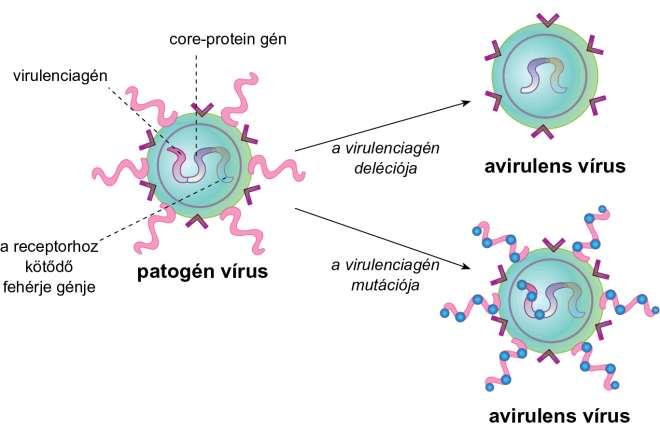 17.22 ábra Patogén vírus gyengítésének módjai genetikai módszerekkel Nem patogén mutánsok kifejlesztése - példák: Vírus: polio, mumps, rubella, kanyaró, stb.