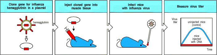 Vírus-elleni DNS vakcina előállítása Ellenanyagtermelés + citotoxikus T sejtek megjelenése hatékony védelem vírusok ellen Az influenza vírus hemagglutinin