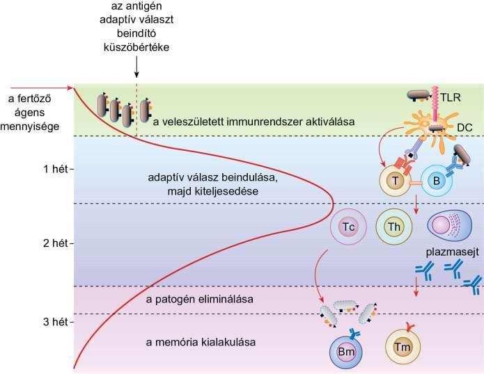 17.2. ábra Az immunválasz kialakulása és lezajlása patogén hatására