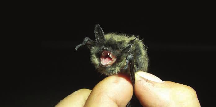 Bajuszos denevér (Myotis mystacinus) Védett Egész Európában előfordul, de a ritkábban szem elé kerülő kis-myotis fajok közé tartozik. A Brandt- és a nimfadenevér testvérfaja.