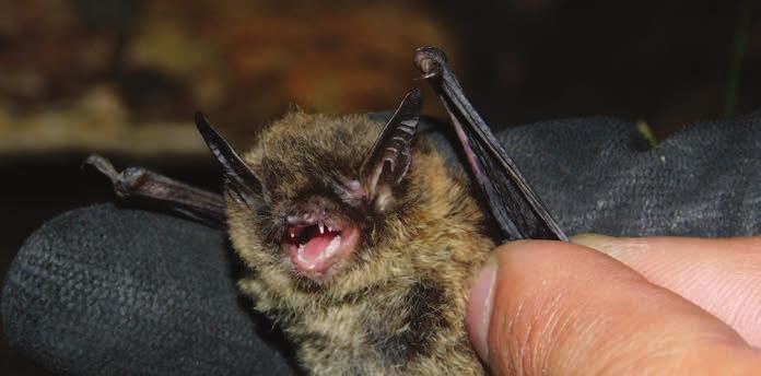 Brandt denevér (Myotis brandtii) Védett Palearktikus (eurázsiai és észak-afrikai) elterjedésű, kizárólag hegyvidékeken előforduló faj.