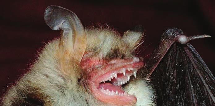 Horgasszőrű denevér (Myotis nattereri) Védett Hosszú fülfedőjéről, valamint a farokvitorla szélén lévő görbült, horogra emlékeztető szőrökről egyértelműen azonosítható.