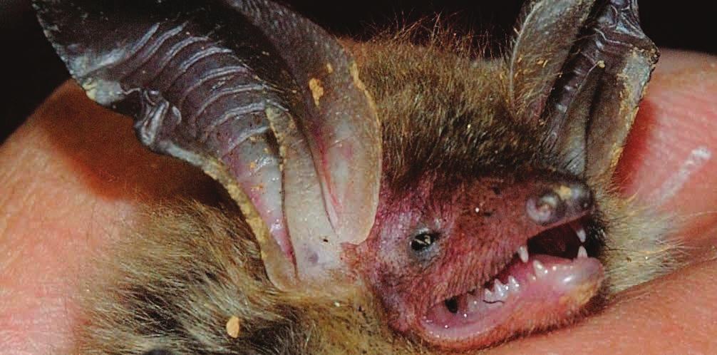 Nagyfülű denevér (Myotis bechsteini) Fokozottan védett NATURA 2000 jelölőfaj Fokozottan védett, Natura 2000 jelölő denevérfajunk.