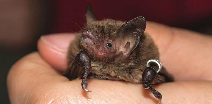 Vízi denevér (Myotis daubentonii) Védett Nevéhez híven a vizekhez kötődő, közepes termetű fajunk. Kisebb vízfolyások, de állóvizek környékén gyakori.