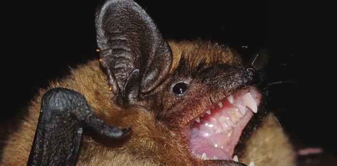 Közönséges késeidenevér (Eptesicus serotinus) Védett A nagyobb termetű fajok közé sorolható. Elterjedt, kifejezetten épületlakó denevérfajunk, de inni és táplálkozni az erdőbe is bejár.