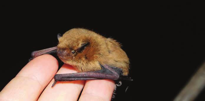 Közönséges törpedenevér (Pipistrellus pipistrellus) Védett A legkisebb európai denevérfaj, tömege 4-5 gramm, bár rokona, a szoprán törpedenevér valamivel nála is kisebb.