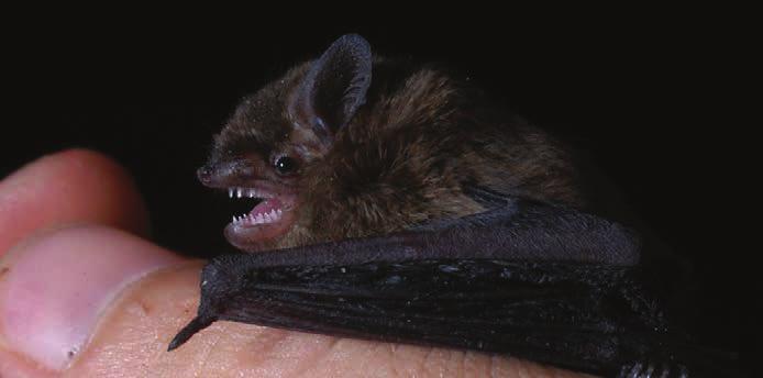 Durvavitorlájú törpedenevér (Pipistrellus nathusii) Védett Az előző két törpedenevér fajnál nagyobb termetű. Az öregvitorla szélén halványan, egy sárgásfehér szegély látható.