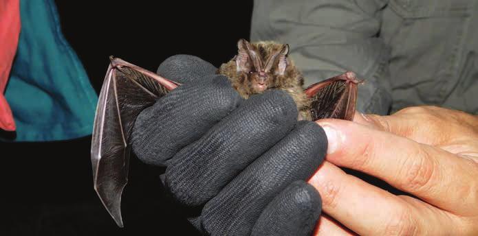 Nyugati piszedenevér (Barbastella barbastellus) Fokozottan védett NATURA 2000 jelölőfaj Az Ibériai-félszigettől a Kaukázusig elterjedt faj, hazánkban fokozottan védett, Natura 2000 jelölő faj.