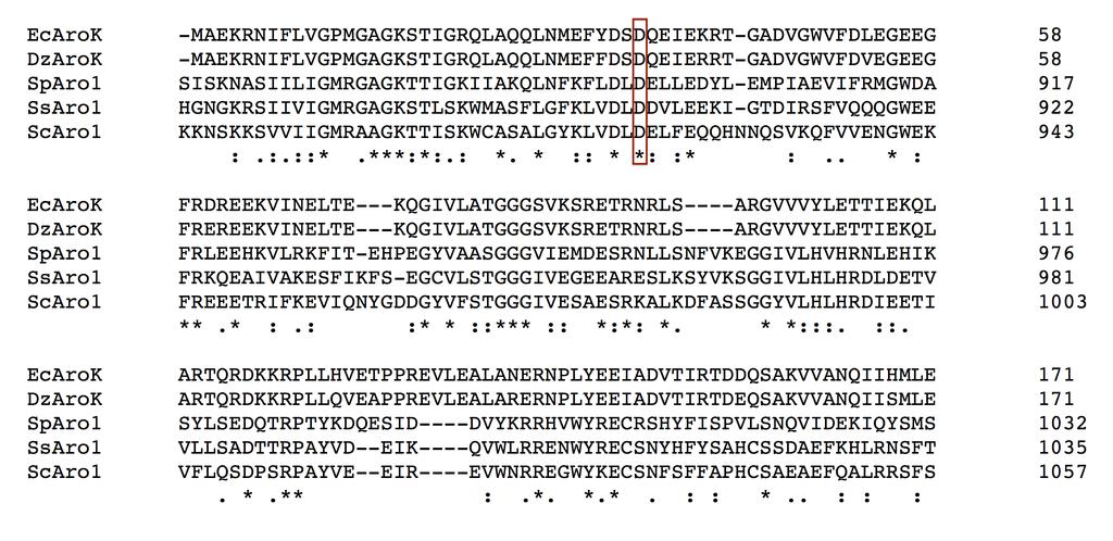 Figure S2. Sequence alignment of shikimate kinases from different species. Ec, E.