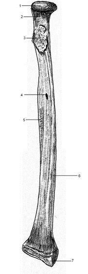 Orrsócsont - radius Hüvelykujj oldalán Proximalis epiphysis: fej caput radii Nyak collum radii