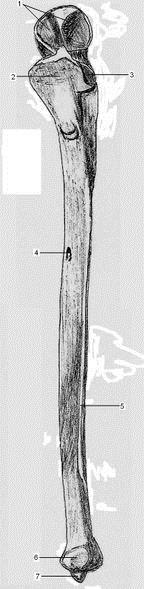 Singcsont - ulna Kisujj oldalán Proximalis epiphysise: kampószerú könyöknyúlvány olecranon Processus