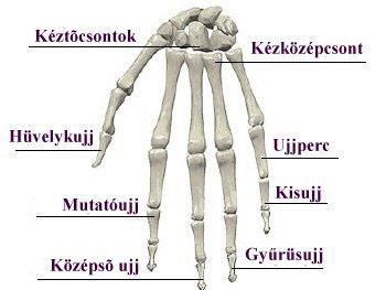 Ujjak (digiti manus) 14 db rövid, csöves csont (phalanx) Hüvelykujj