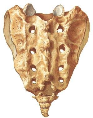 Sacrum Os coccygis Sacrum 5 keresztcsonti csigolya összecsontosodása / pubertás kor végére Hátrafelé domború Foramen intervertebrale Oldalt ízfelszín art.