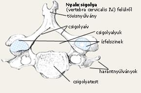 Csigolyaív - Csigolytest hátsó részéről erednek -