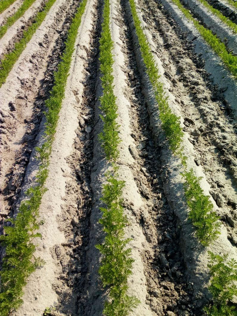 BIO-FER KÁLI SZULF használata sárgarépa termesztésben 9-12-24-es