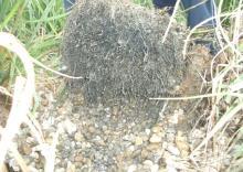 elfolyó víz A leggyakrabban ültetett növényfajok: nád (Phragmites australis), pántlikafű (Phalaris arundinacea), vízi harmatkása (Glyceria maxima), gyékény (Typha sp.