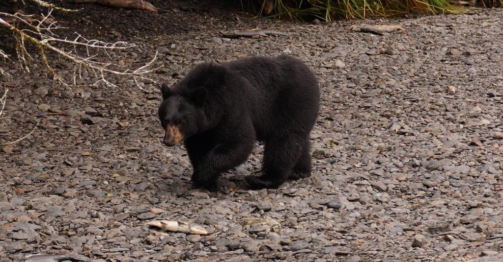 A helyiek azt mondták, hogy ezek csak fekete medvék, és ha rájuk kiabálunk elmennek, s ez látszólag megegyezett a mi tapasztalatunkkal.