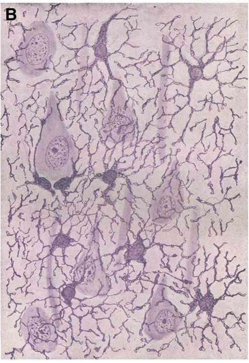 Cajal's drawing of Golgi impregnated glia showing human cortical neuroglial