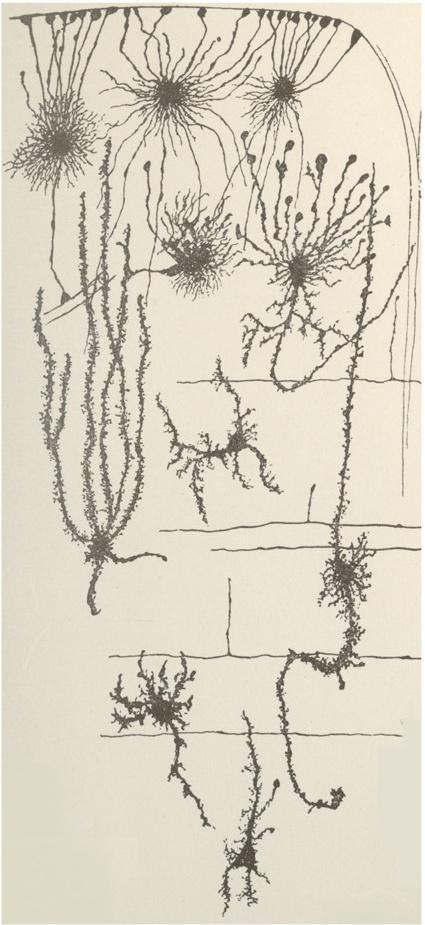 Cajal-Retzius sejteket a cortex-ben.
