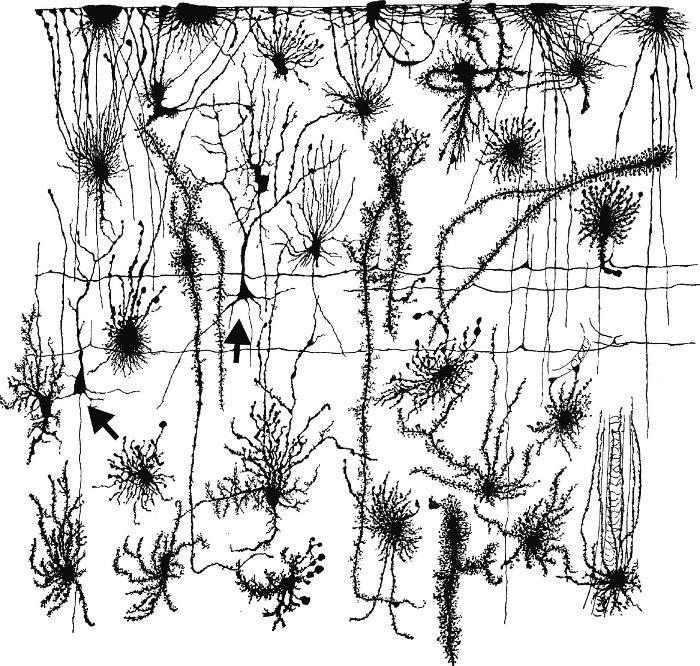 Morfológiai diverzitás és a gliasejtek túlsúlya az agyban ezt látta Gustaf Retzius. Két neuront nyíl jelöl. A gliasejteket ezüst impregnációs technikával festette.