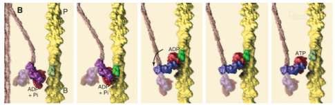 kapcsolt (erős) A M kereszthíd: kapcsolt (erős) M:ATP kereszthíd: kikapcsolt Pi disszociáció ADP disszociáció ATP kötés ATP hidrolízis A Pi
