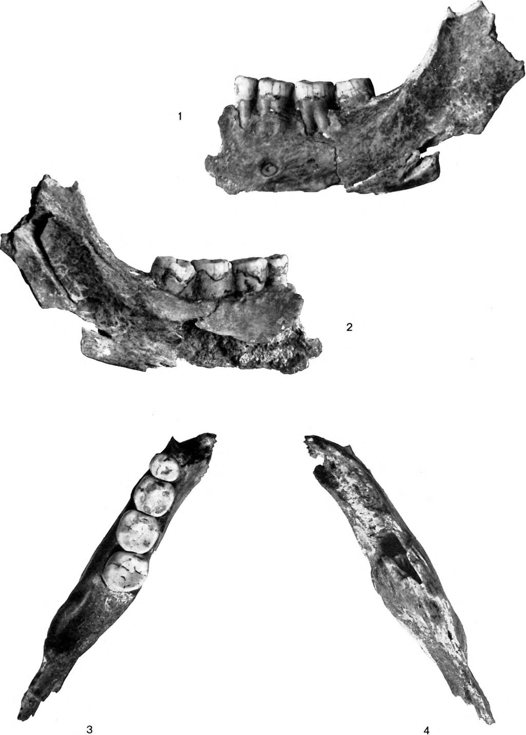 BARTUCZ: Ősemberleletek. Geologica Hungarica, Ser.