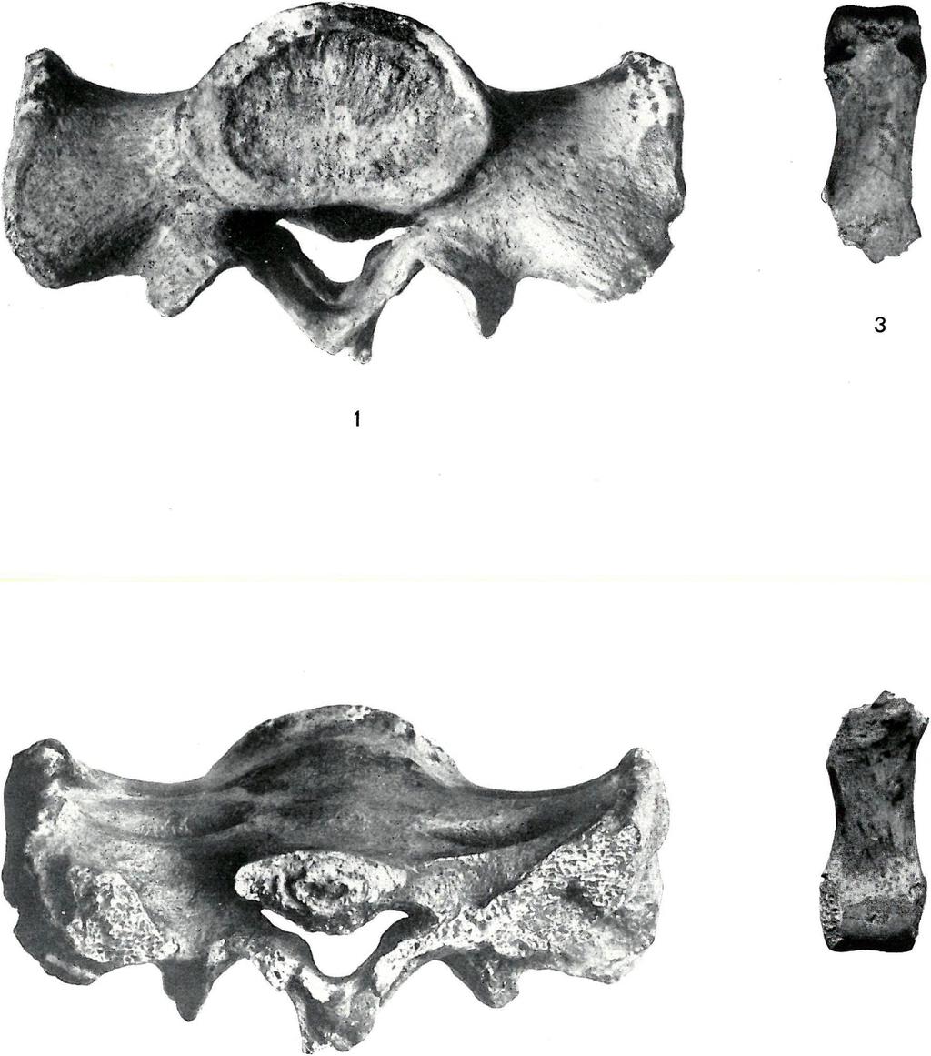 BARTUCZ: Ősemberleletek.