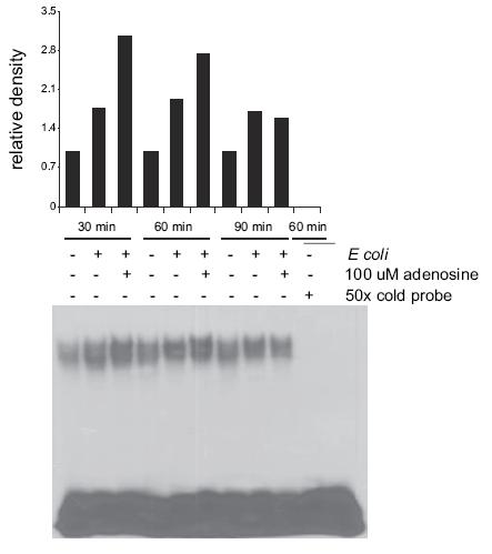 23. ábra: Az adenozin növeli az E. coli-indukált C/EBPβ DNS kötését. RAW 264.7 sejteket kezeltünk hıvel elölt E. coli-val, vagy szimultán 1 µm adenozinnal és hıvel elölt E.