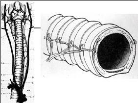 Trachea C alakú hyalinporc Paries membranaceus Csillószőrös többmagsoros hengerhám A csilló