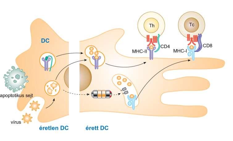12.6. ábra Keresztprezentáció A professzionális antigén prezentáló sejtek (DC, Mf, B sejt) azon képessége, hogy extracelluláris antigént is képesek felvenni, és I molekulán bemutatni a feldolgozás