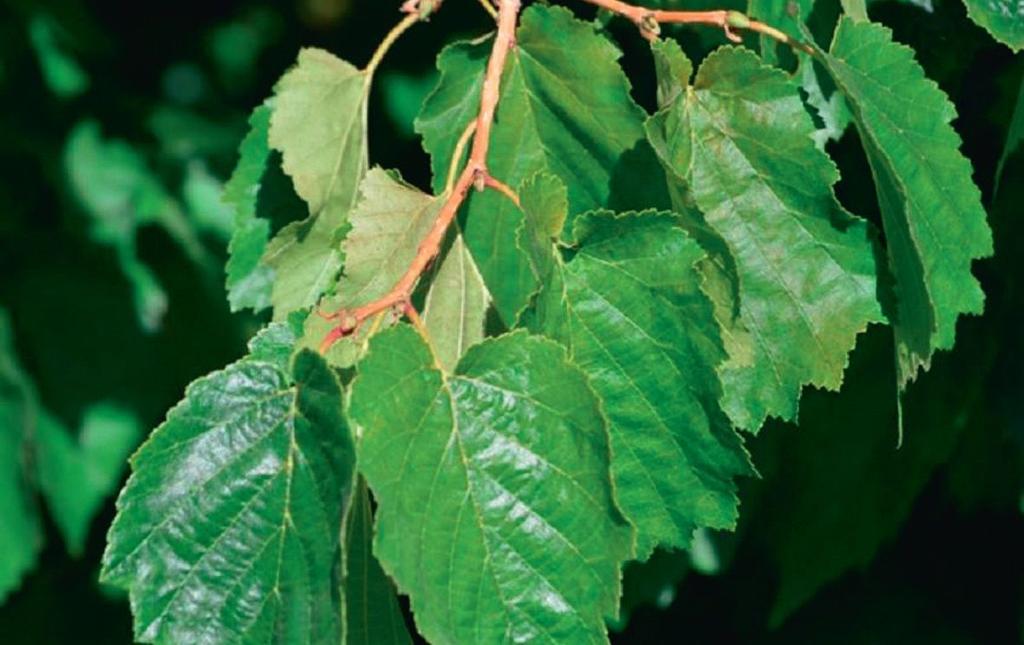 A török mogyoró hajtása A török mogyoró (Corylus colurna) az egyik legszebb parki fafajunk, különösen, ha tövétől ágas: remekül árnyékol.