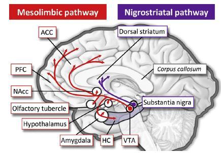 A dopaminerg rendszer A dopaminerg idegsejtek a középagyban, főleg a ventrális tegmentális áreában (VTA) és a substantia nigrában
