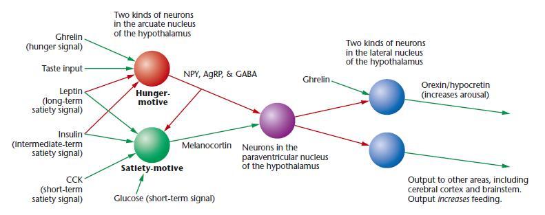 Éhség Az éhség/jóllakottság szabályozásában a hipotalamusz magjainak van központi szerepe. Nucl.