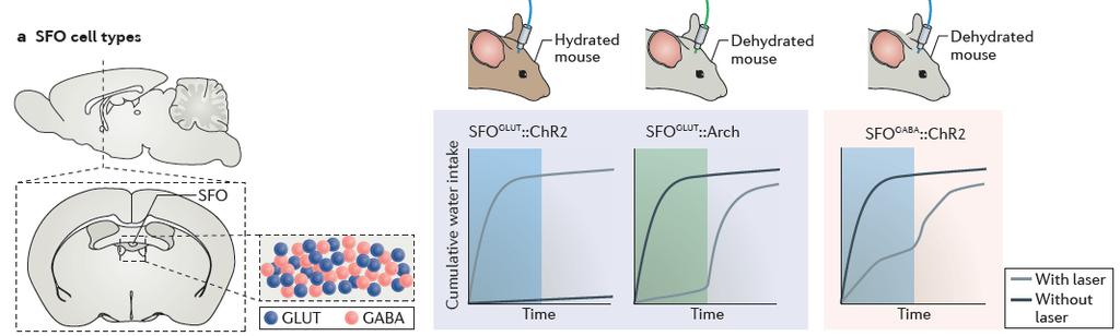 Az SFO sejtjei különböző hatással vannak a foyladékfelvételre Neural circuits underlying