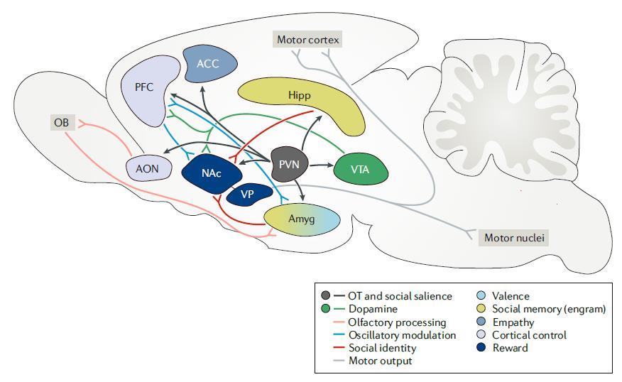 A páros kötődés neurobiológiája The neural mechanisms and