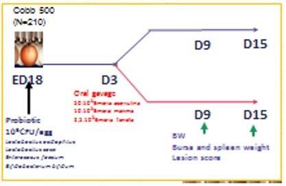 In ovo mikrobiom ellátás csökkenti a bél elváltozásait Colonization,